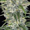 Fast Buds – Sour Jealousy Strain – Auto Fem - Image 7