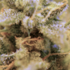 Speedrun Seeds – Sour Black Cherry Haze Strain – Auto Fem - 3 Pack - Image 2