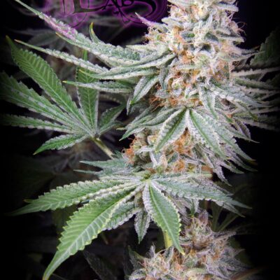 LaPlata Labs – Alien Blues Strain – Fem Photo – 5 Pack - Image 2