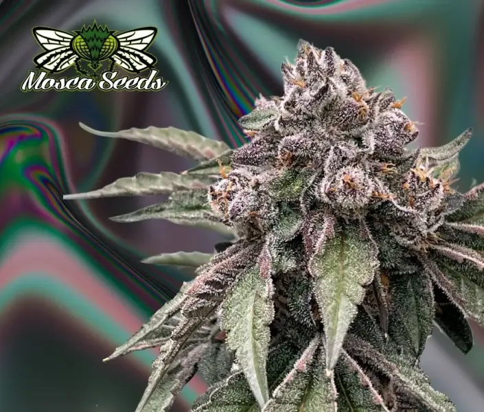 Mosca Seeds - Alpha Zero Strain - Fem Photo - 6 Pack