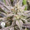 KC Genetics – Blueberry OG Strain – Fem Auto – 3 Pack - Image 2