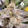 KC Genetics – Blueberry OG Strain – Fem Auto – 3 Pack - Image 3