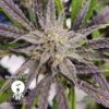 KC Genetics – Blueberry OG Strain – Fem Auto – 3 Pack - Image 4