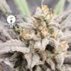 KC Genetics – Blueberry OG Strain – Fem Auto – 3 Pack - Image 5