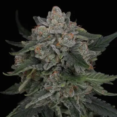 Twenty20 Mendocino – Biskwik Strain – Fem Photo FAST