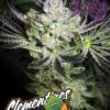 LaPlata Labs – Colorado Clementines Strain – Fem Photo – 5 Pack - Image 2