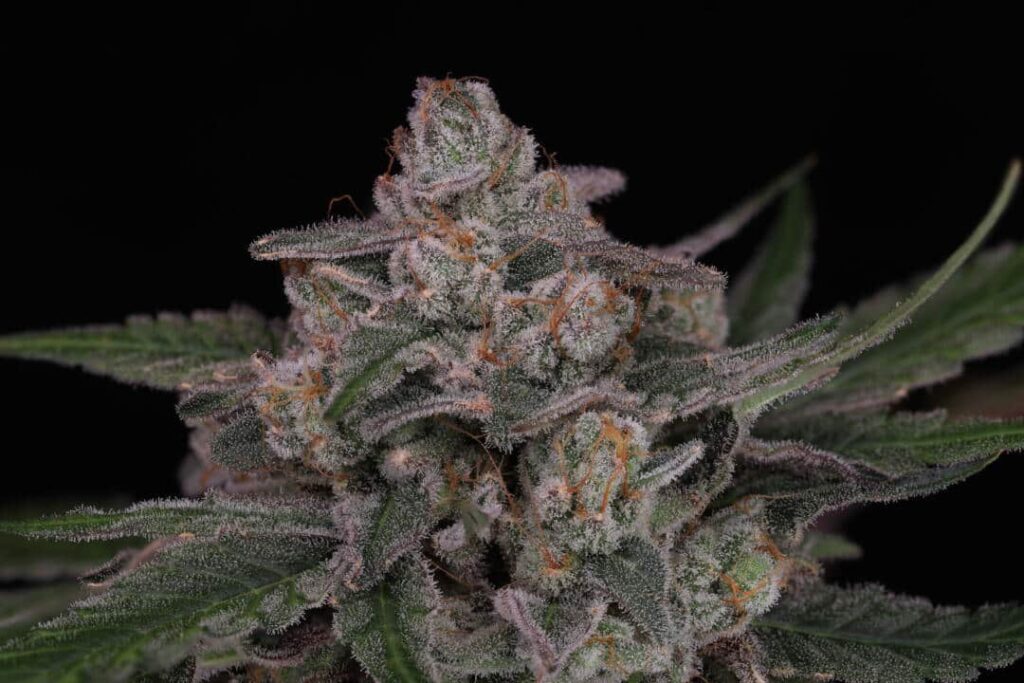 Twenty20 Mendocino – Earlybird Strain – Fem Photo FAST