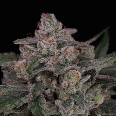 Twenty20 Mendocino – Earlybird Strain – Fem Photo FAST