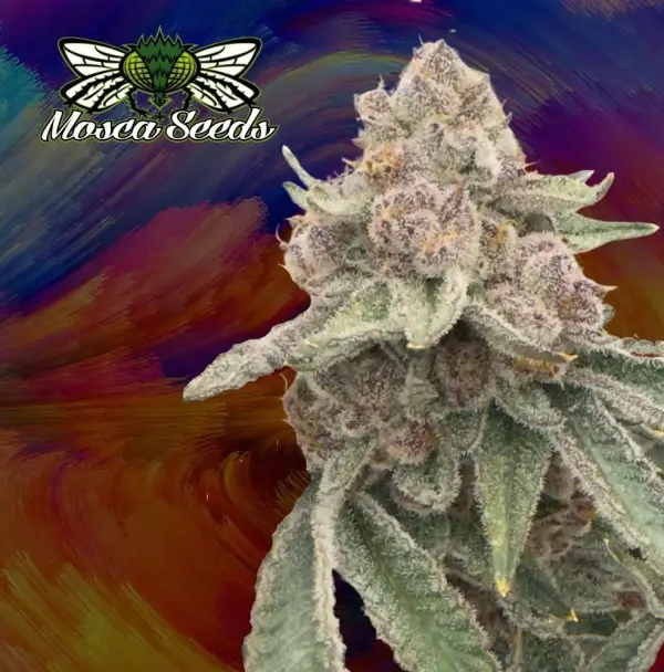 Mosca Seeds - JellyCat Strain - Fem Photo - 6 Pack
