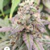 KC Genetics – Lemon Slurp Strain – Fem Auto – 3 Pack - Image 3