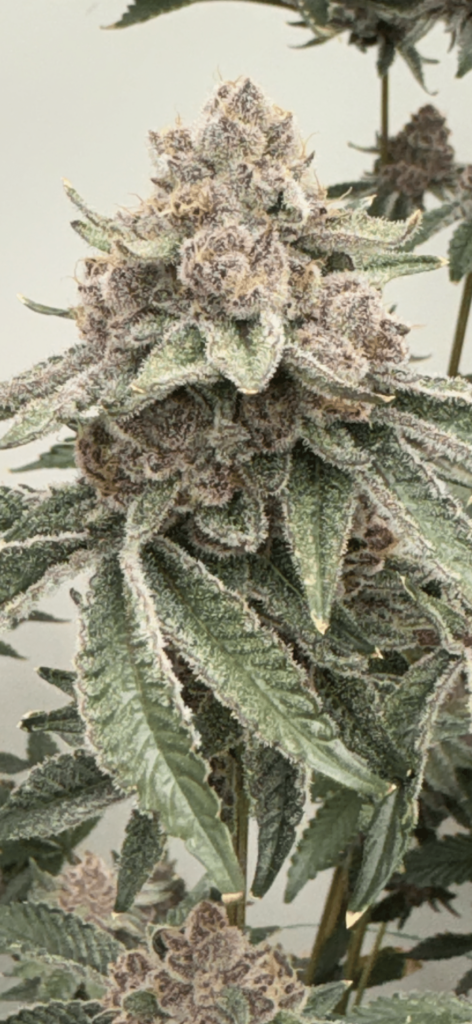 Mosca Seeds � Lane 8 Strain � Fem Photo � 6 Pack