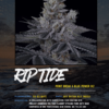 Sin City Seeds – Rip Tide Strain – Reg Photo – 15 Pack - Image 2