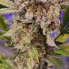 KC Genetics – Shotgun Wedding Strain – Fem Auto – 3 Pack - Image 2