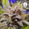 KC Genetics – Shotgun Wedding Strain – Fem Auto – 3 Pack - Image 3