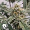 KC Genetics – Sour Pango Strain – Fem Auto – 3 Pack - Image 2