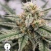 KC Genetics – Sour Pango Strain – Fem Auto – 3 Pack - Image 3