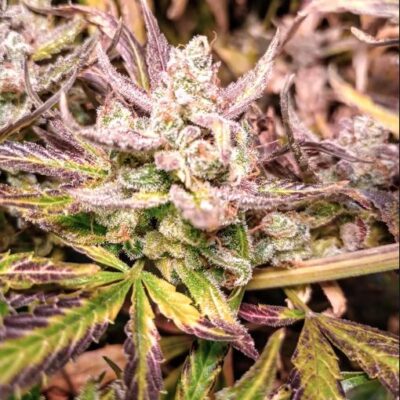 Hooligan Farming Supplies – Atomic Dog Strain – Fem Auto 3+2 Pack - Image 2