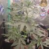 Reserva Privada Automatica - Blue Funke Strain - Auto Fem - 5 Pack - Image 2