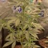 Reserva Privada Automatica - Blue Funke Strain - Auto Fem - 5 Pack - Image 4