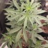 Reserva Privada Automatica - Blue Funke Strain - Auto Fem - 5 Pack - Image 5