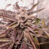 Hooligan Farming Supplies – G.I.R Unit Strain – Fem Auto 3+2 Pack - Image 2