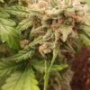 Reserva Privada Automatica - Grapefruit Qookie Haze Strain - Auto Fem - 5 Pack - Image 2