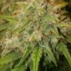 Reserva Privada Automatica - Grapefruit Qookie Haze Strain - Auto Fem - 5 Pack - Image 3