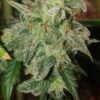 Reserva Privada Automatica - Grapefruit Qookie Haze Strain - Auto Fem - 5 Pack - Image 4