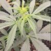 Reserva Privada Automatica - Home Wrecker (Lemon Pledge Pheno) Strain - Auto Fem - 5 Pack - Image 2