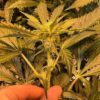 Reserva Privada Automatica - Home Wrecker (Lemon Pledge Pheno) Strain - Auto Fem - 5 Pack - Image 3