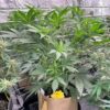 Reserva Privada Automatica - Midori Diesel Strain - Auto Fem - 5 Pack - Image 2