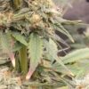 Reserva Privada Automatica - Midori Diesel Strain - Auto Fem - 5 Pack - Image 3