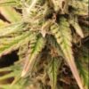 Reserva Privada Automatica - Midori Diesel Strain - Auto Fem - 5 Pack - Image 4