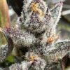 Genetix Matter – Space Jammin' Strain – Fem Photo - Image 2