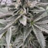 Genetix Matter – Super Slayin' Strain – Fem Photo - Image 2