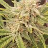 Reserva Privada Automatica - Zorroso Polaris Strain (Alebrije Genetics Collab) - Auto Fem - 5 Pack - Image 2