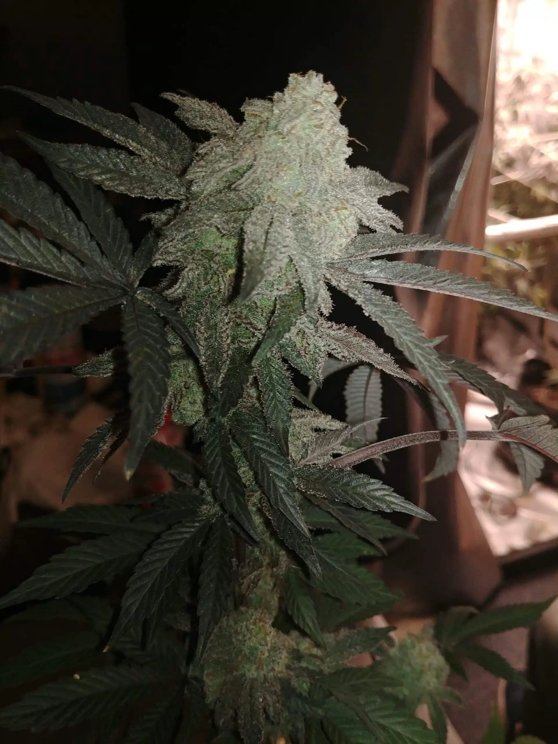 Xendra | Dimebag Seed Co | REG Photoperiod Seeds