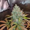 ROC BUD INC - GRAPE SLURRI AUTO STRAIN - AUTO FEM - 5 PACK - Image 6