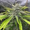 DARK OWL - GAMMATHON F1 STRAIN - AUTO FEM - 3 PACK - Image 3