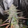 ROC BUD INC - AUTO BLUEBERRY SLUSHY F5 STRAIN - AUTO FEM - 5 PACK - Image 3