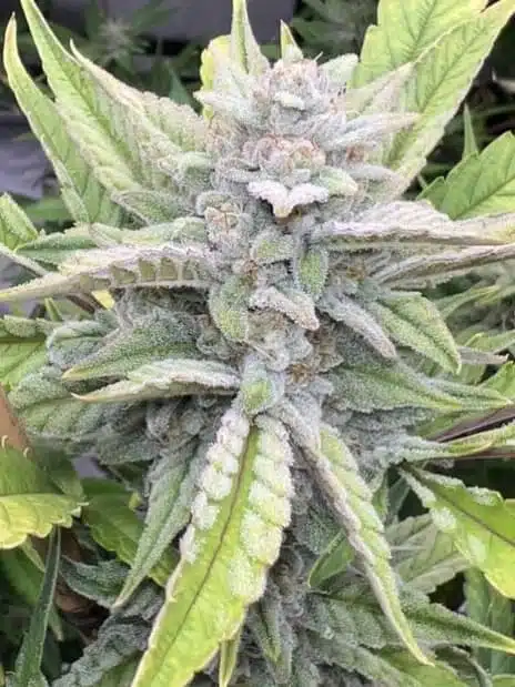 Gammathon Auto | Dark Owl Seeds | FEM Autoflower Seeds