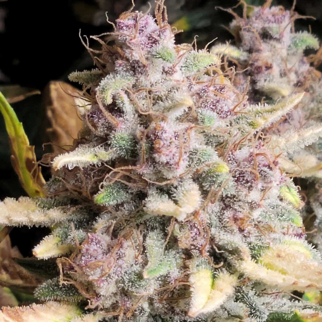 ROC BUD INC - AUTO BLUEBERRY SLUSHY F4 STRAIN - AUTO FEM - 5 PACK