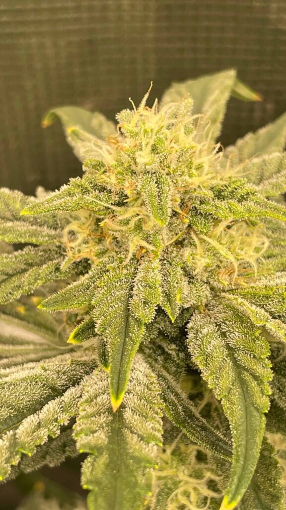 ROC BUD INC - MAGIC FRITTERS AUTO F4 STRAIN - AUTO FEM - 5 PACK