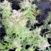 VIKING GARDEN - PRIMAL PASSION STRAIN - AUTO REGS - 12 PACK - Image 2