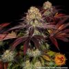 BARNEY'S FARM - RUNTZ X LAYER CAKE - FEM PHOTO - Image 3