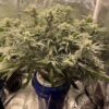 ROC BUD INC - MAGIC FRITTERS AUTO F4 STRAIN - AUTO FEM - 5 PACK - Image 2