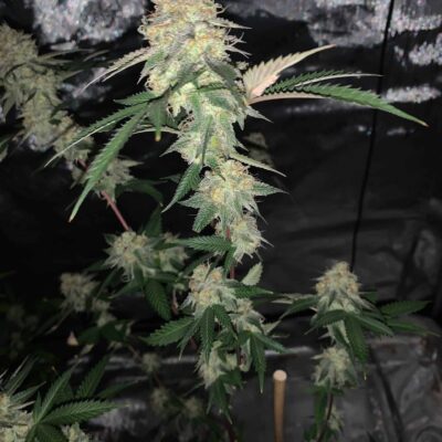 SQUARE ONE - WEDDING CAKE x BBC STRAIN - FEM PHOTO - 10 PACK + 5 PACK OF BBC S1 FEMS - Image 2