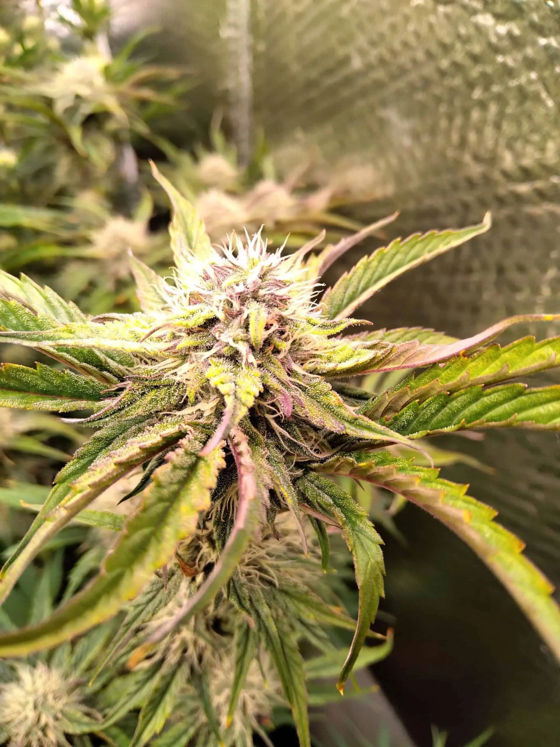 ROC BUD INC - ICE ROC CITY F4 STRAIN - AUTO FEM - 5 PACK