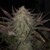 ROC BUD INC - GRAPE SLURRI AUTO STRAIN - AUTO FEM - 5 PACK - Image 2