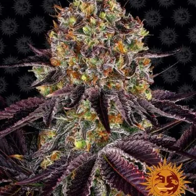 Runtz X Layer Cake | Barney's Farm | FEM Photoperiod Seeds